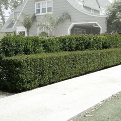 House with privacy hedges which may be a security problem